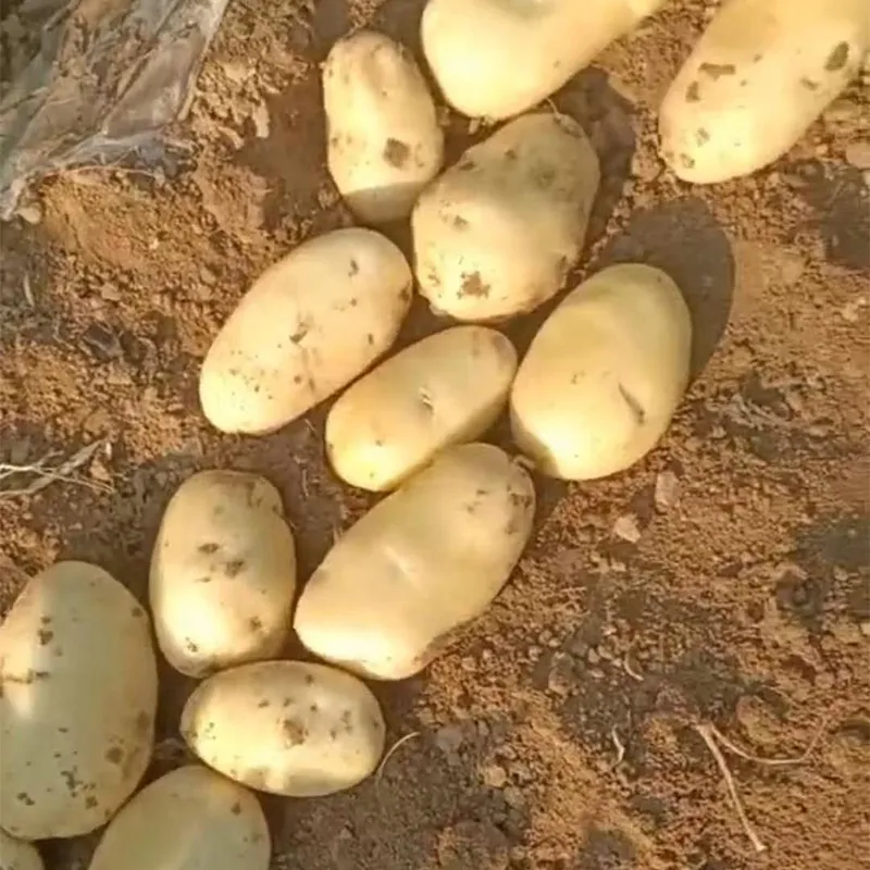 Картофель (2)